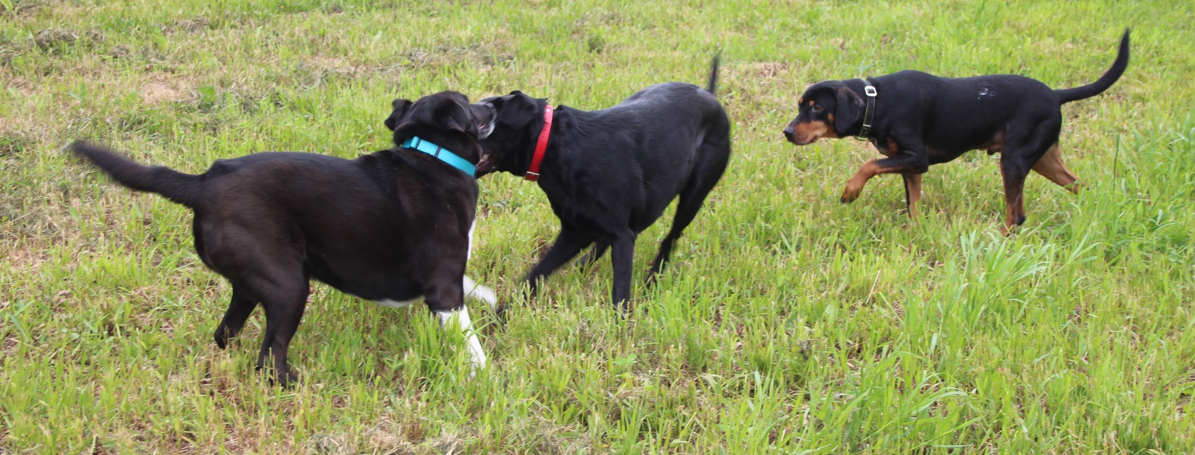 Playtime for pups